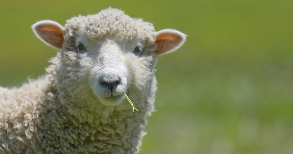 Sheep Welfare